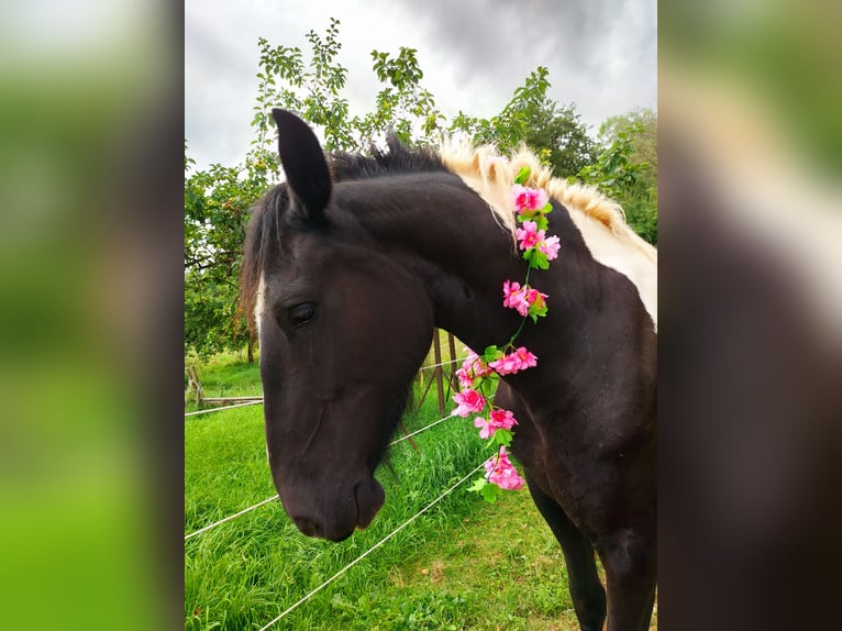 Baroque Pinto Mare 10 years 15.2 hh Pinto in Pottenstein