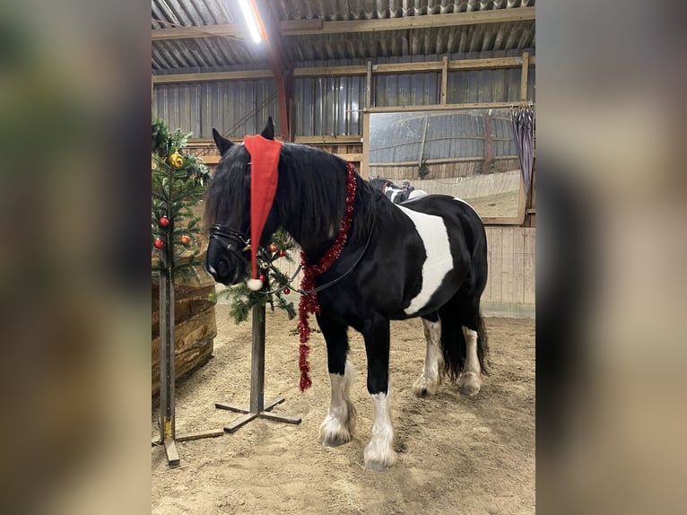 Baroque Pinto Mare 10 years 16,1 hh Pinto in H&#xF6;rstenBreiholz