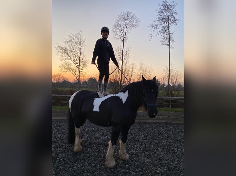 Baroque Pinto Mare 10 years 16,1 hh Pinto in H&#xF6;rstenBreiholz