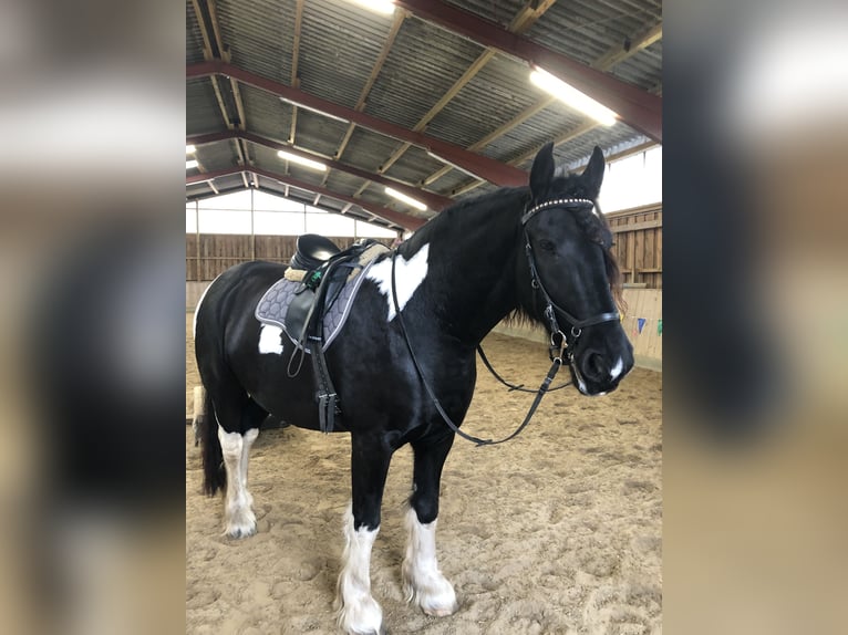 Baroque Pinto Mare 10 years 16,1 hh Pinto in H&#xF6;rstenBreiholz