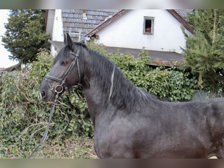 Baroque Pinto Mare 11 years 16 hh Pinto in Sonnefeld