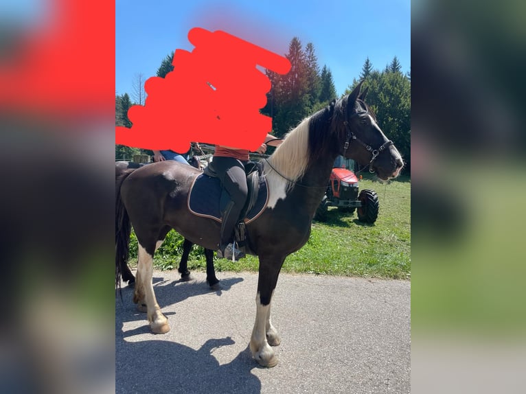 Baroque Pinto Mare 11 years 16 hh Pinto in Bassano del grappa VI
