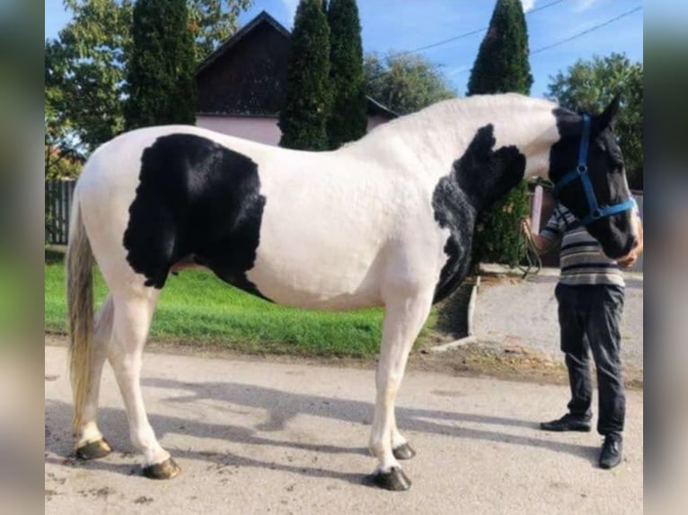 Baroque Pinto Mare 11 years 16,2 hh in Békés Baroque Pinto Mare 11 years 16,2 hh in Békés