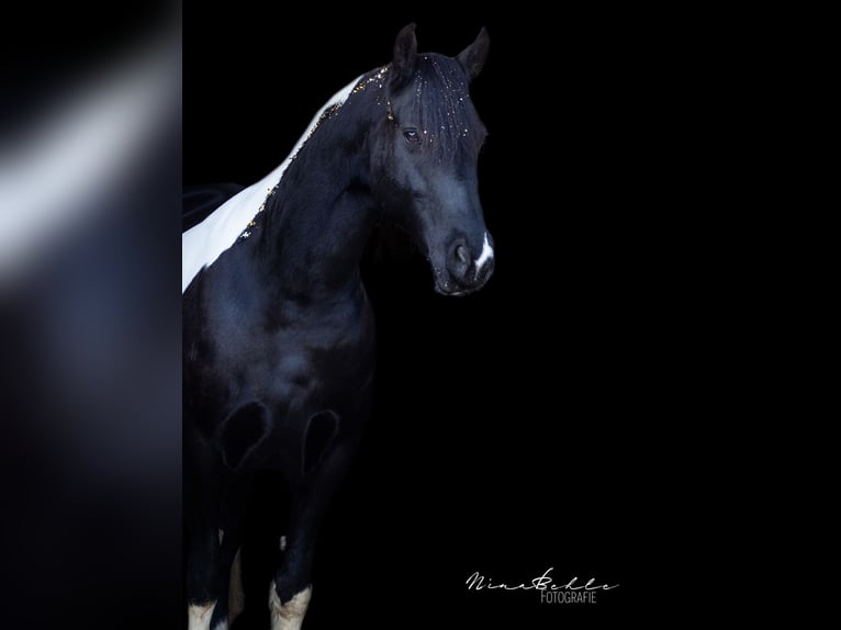 Baroque Pinto Mare 12 years 15,3 hh Pinto in Melle