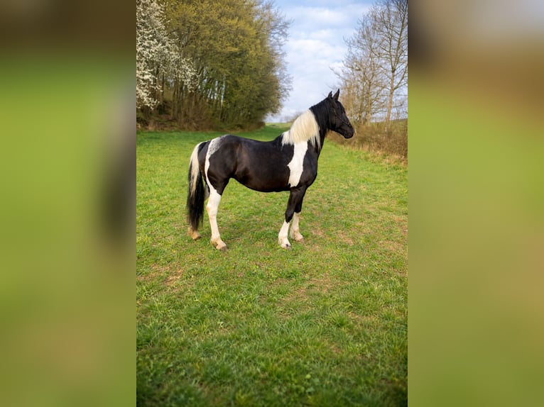 Baroque Pinto Mare 12 years 15,2 hh Pinto in Kirtorf