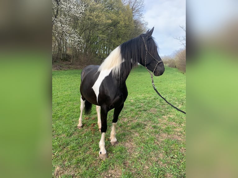 Baroque Pinto Mare 12 years 15,2 hh Pinto in Kirtorf