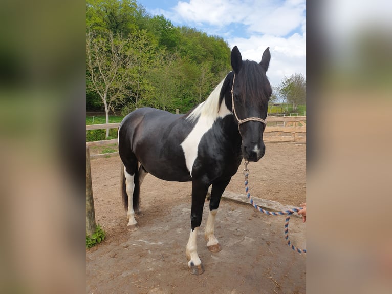 Baroque Pinto Mare 12 years 15,2 hh Pinto in Kirtorf