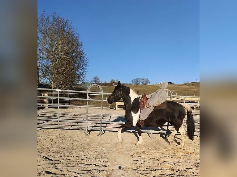 Baroque Pinto Mare 12 years 15,2 hh Pinto in Kirtorf