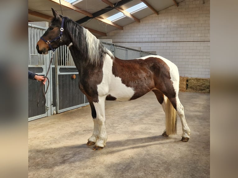 Baroque Pinto Mare 12 years 16 hh in Bladel