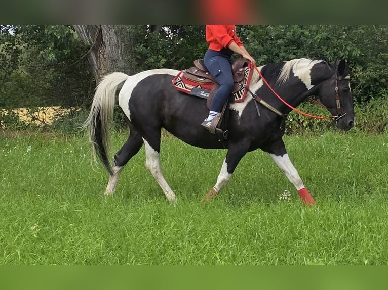 Baroque Pinto Mare 13 years 15.3 hh Pinto in Linkenbach