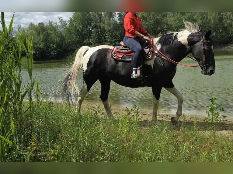 Baroque Pinto Mare 13 years 15.3 hh Pinto in Linkenbach