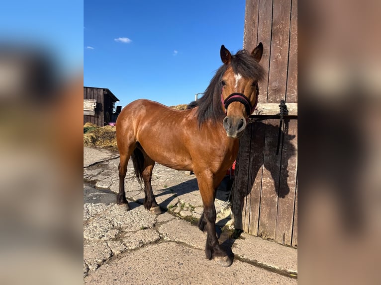 Baroque Pinto Mix Mare 14 years 13.3 hh Brown in Schauenburg