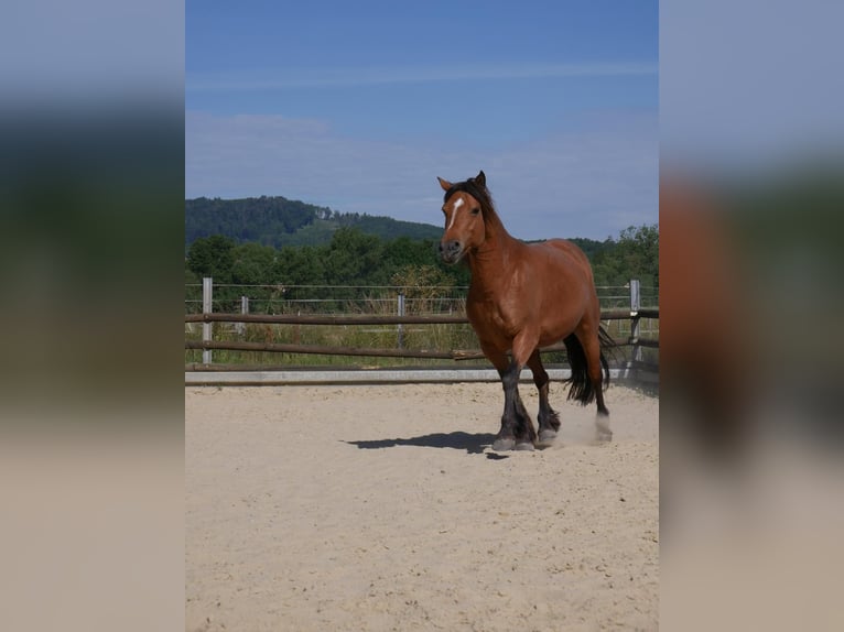 Baroque Pinto Mix Mare 14 years 13.3 hh Brown in Schauenburg