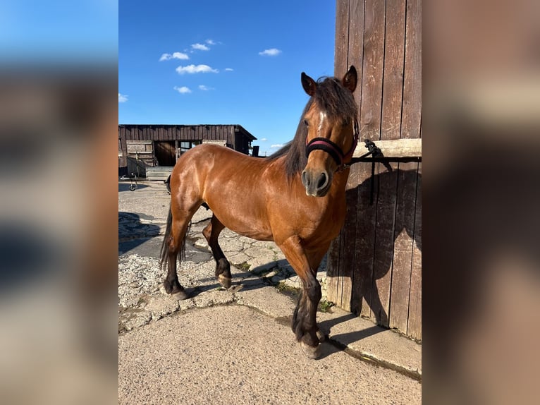 Baroque Pinto Mix Mare 14 years 13.3 hh Brown in Schauenburg