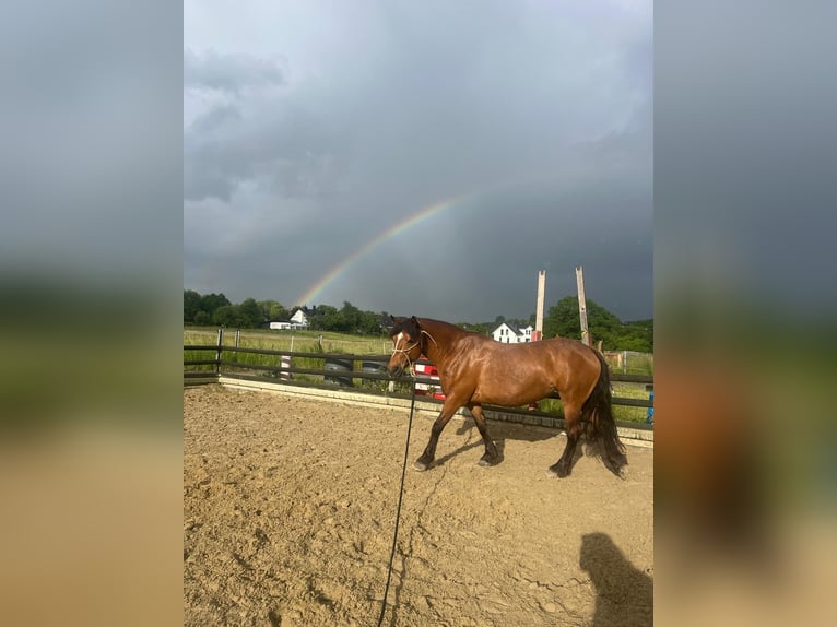 Baroque Pinto Mix Mare 14 years 13.3 hh Brown in Schauenburg