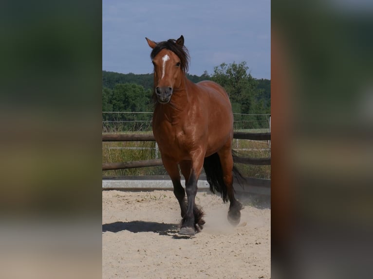 Baroque Pinto Mix Mare 14 years 13.3 hh Brown in Schauenburg
