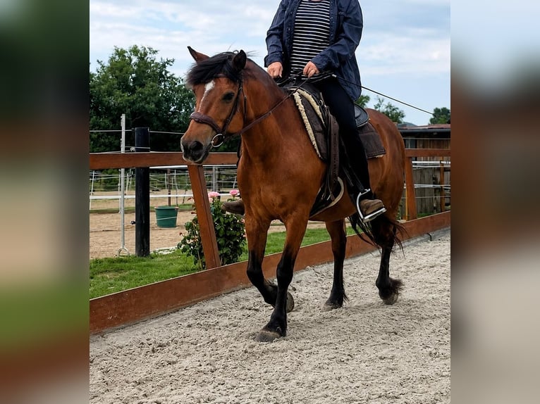 Baroque Pinto Mix Mare 14 years 13.3 hh Brown in Schauenburg