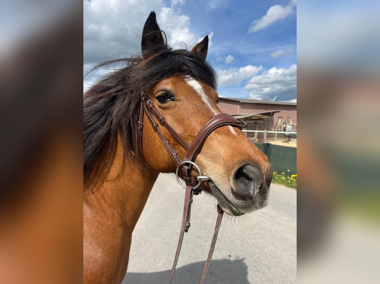 Baroque Pinto Mix Mare 14 years 13.3 hh Brown in Schauenburg