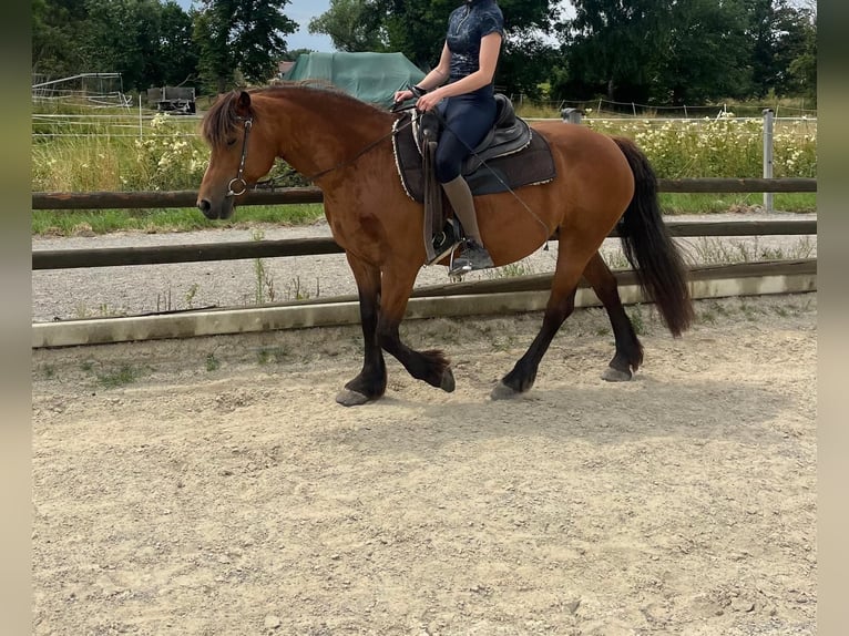 Baroque Pinto Mix Mare 14 years 13.3 hh Brown in Schauenburg