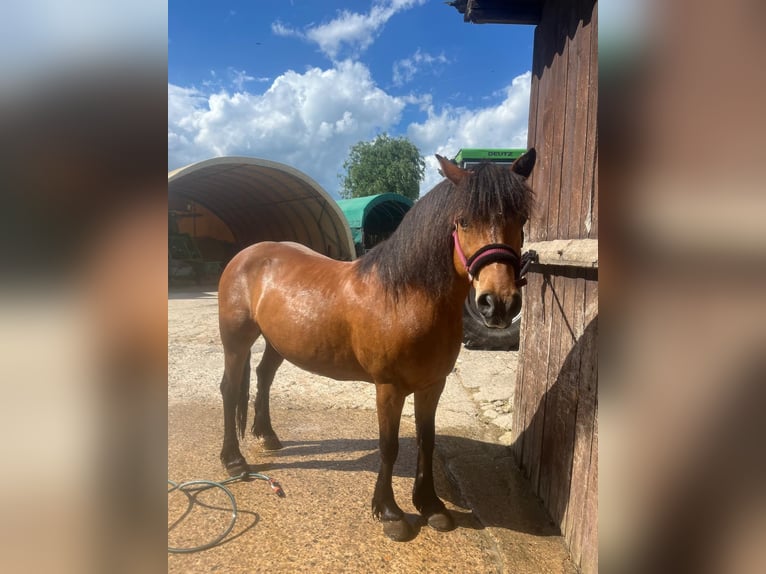 Baroque Pinto Mix Mare 14 years 13.3 hh Brown in Schauenburg