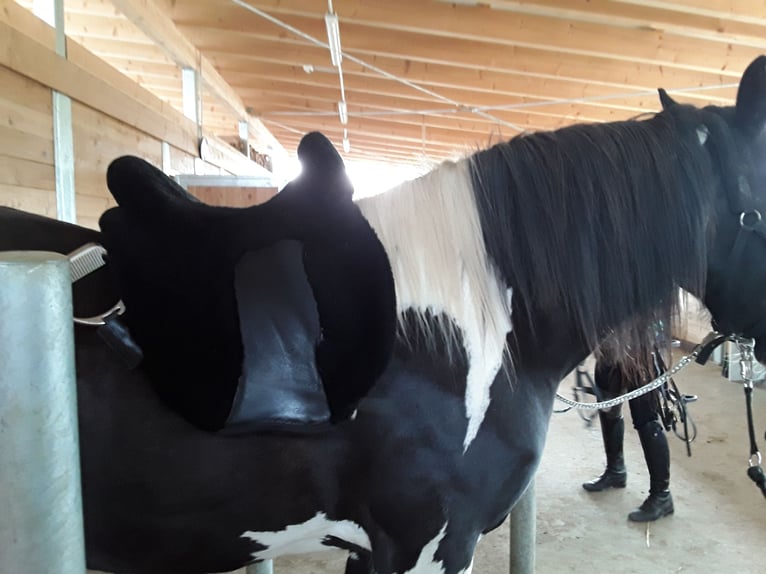 Baroque Pinto Mare 14 years 15.2 hh Pinto in Bad Dürrheim