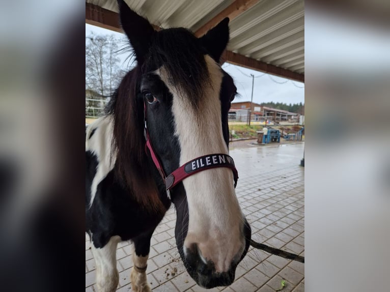 Baroque Pinto Mare 14 years 15.2 hh Pinto in Bad Dürrheim
