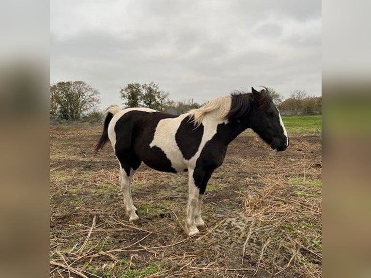 Baroque Pinto Mare 14 years 15,2 hh Pinto in Falkensee