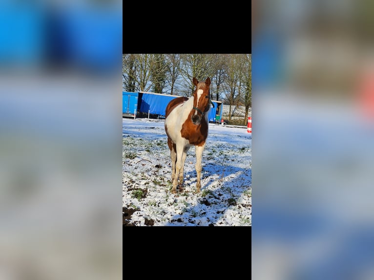 Baroque Pinto Mix Mare 14 years 16 hh Pinto in Borne