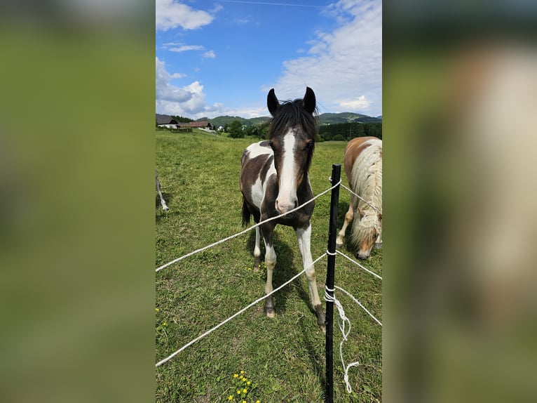 Baroque Pinto Mix Mare 1 year 13,2 hh Pinto in Feldkirchen in K&#xE4;rnten