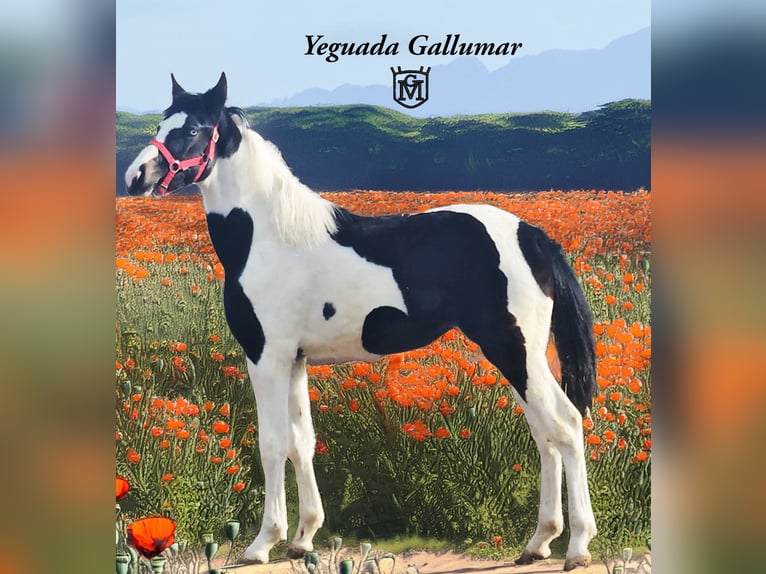 Baroque Pinto Mare 1 year 15,1 hh Pinto in Soto, El (Illana)Hontoba