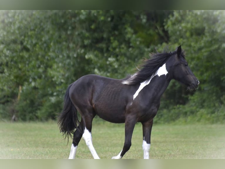 Baroque Pinto Mare 1 year 15.1 hh Pinto in Ebersheim