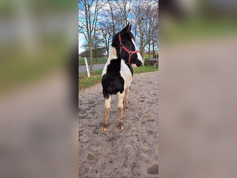 Baroque Pinto Mare 1 year 15,1 hh Pinto in Uelsen
