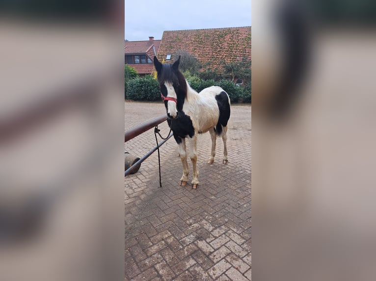 Baroque Pinto Mare 1 year 15,1 hh Pinto in Uelsen
