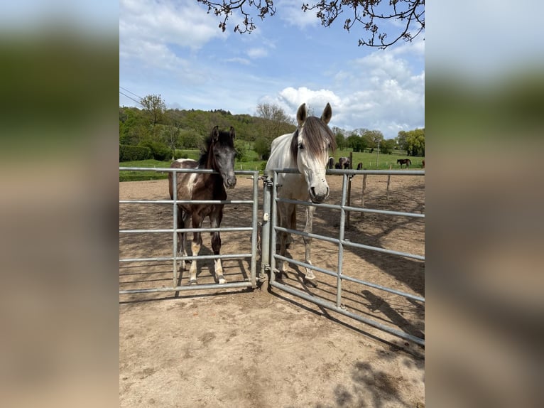 Baroque Pinto Mare 1 year 15,2 hh Pinto in Aachen