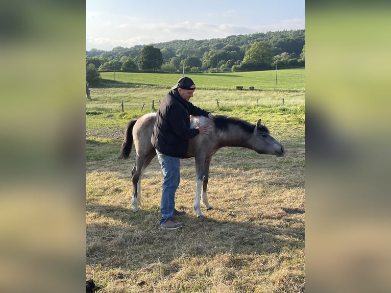 Baroque Pinto Mare 1 year 15,2 hh Pinto in Aachen