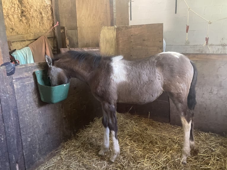 Baroque Pinto Mare 1 year 15,2 hh Pinto in Aachen