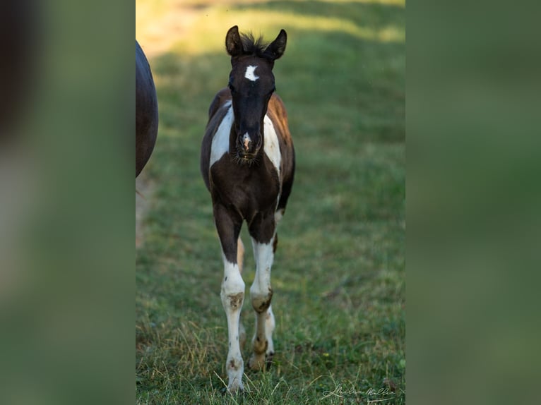Baroque Pinto Mare 1 year 15,2 hh Pinto in Engen
