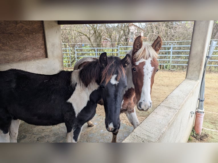 Baroque Pinto Mare 1 year 15,2 hh Pinto in Engen