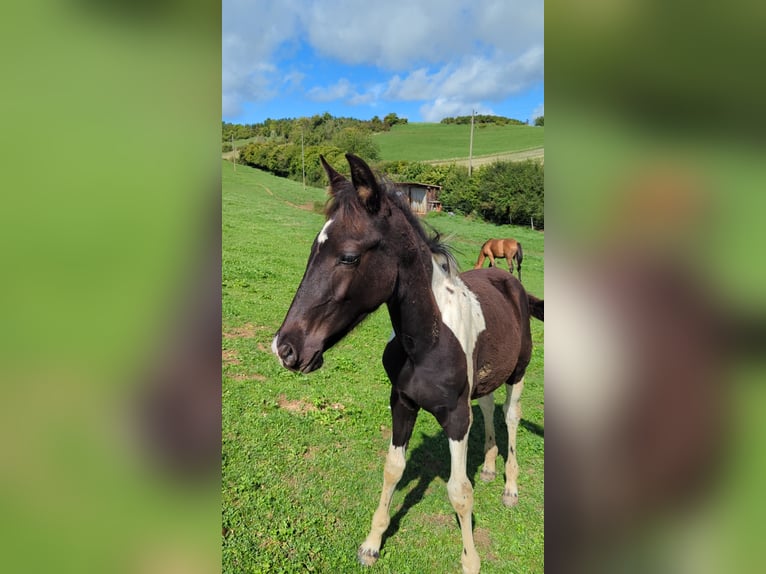 Baroque Pinto Mare 1 year 15,2 hh Pinto in Engen