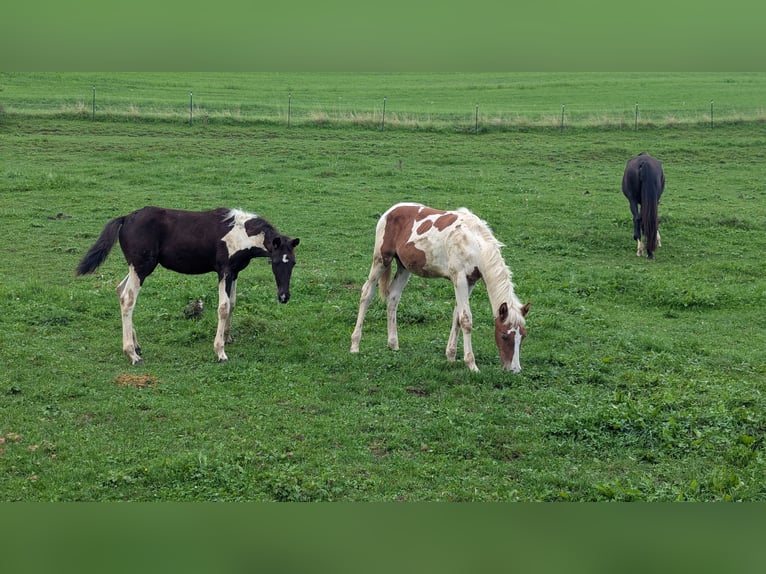 Baroque Pinto Mare 1 year 15,2 hh Pinto in Engen