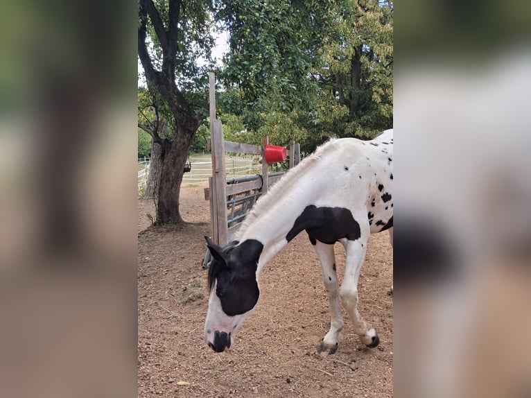 Baroque Pinto Mare 1 year 16.1 hh Pinto in Dorfgastein