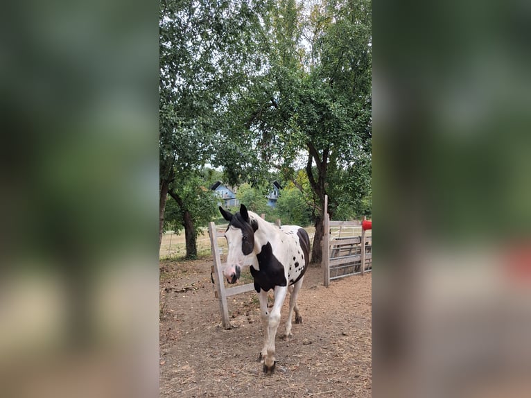 Baroque Pinto Mare 1 year 16.1 hh Pinto in Dorfgastein