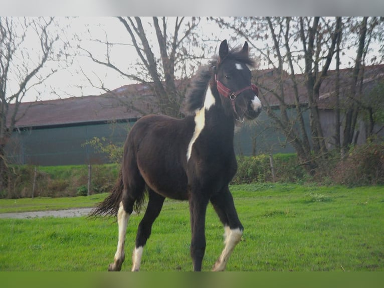 Baroque Pinto Mare 1 year 16 hh in Ebersheim