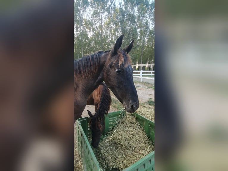 Baroque Pinto Mare 1 year 16 hh Leopard-Piebald in Cento
