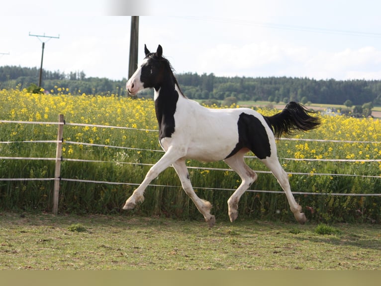 Baroque Pinto Mare 1 year 16,1 hh Pinto in Bohuslavice