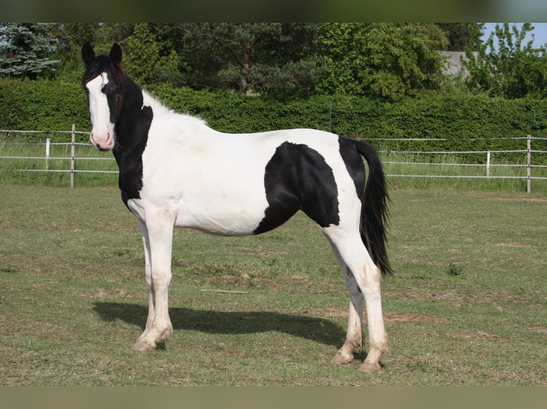 Baroque Pinto Mare 1 year 16,1 hh Pinto in Bohuslavice