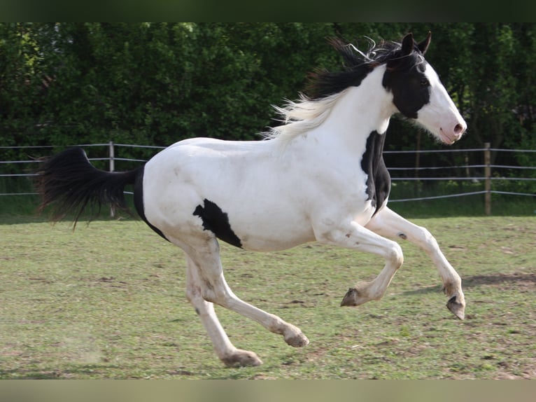 Baroque Pinto Mare 1 year 16,1 hh Pinto in Bohuslavice