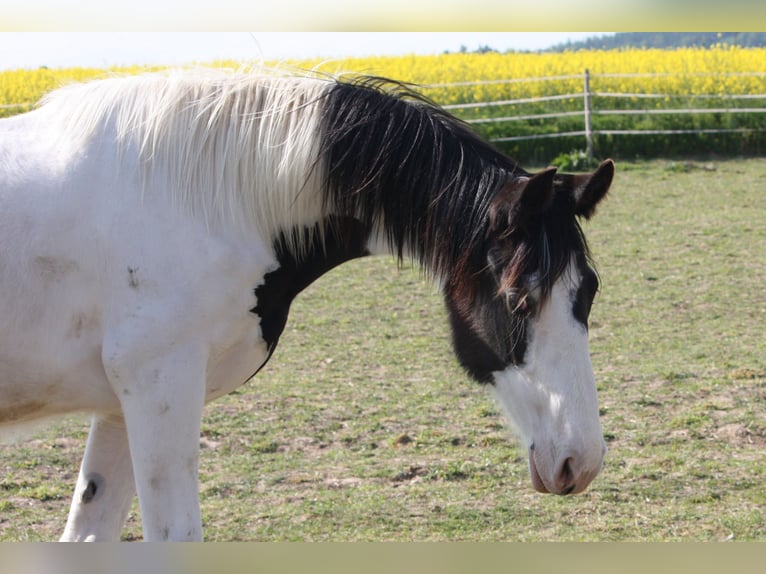 Baroque Pinto Mare 1 year 16,1 hh Pinto in Bohuslavice