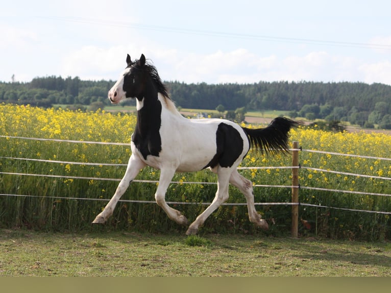 Baroque Pinto Mare 1 year 16,1 hh Pinto in Bohuslavice