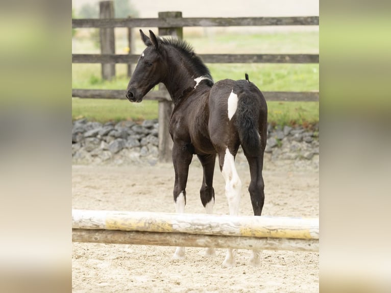 Baroque Pinto Mare 1 year 16,1 hh Pinto in Halle